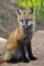 Colorado, Pike NF Red fox kit near den site by Don Grall - Item # VARPDXUS06BJA0243